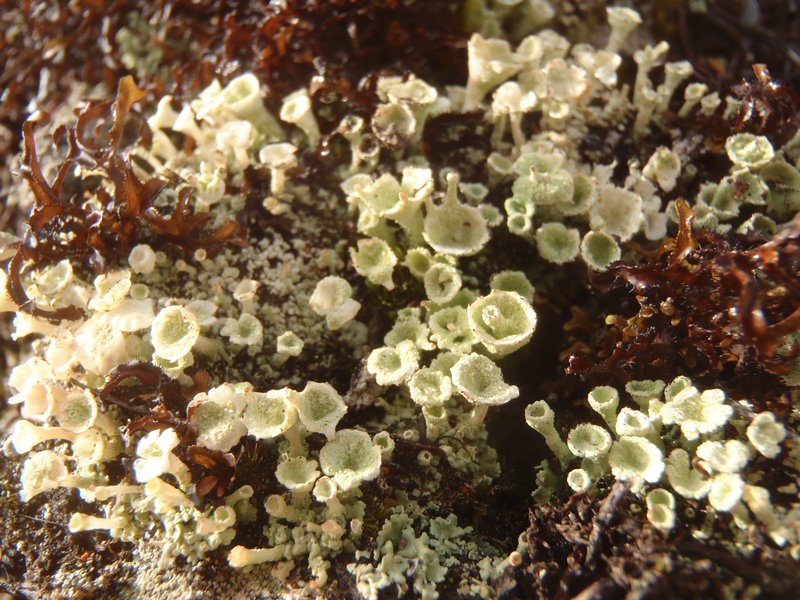 Cladonia borealis