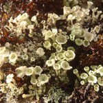 Cladonia borealis