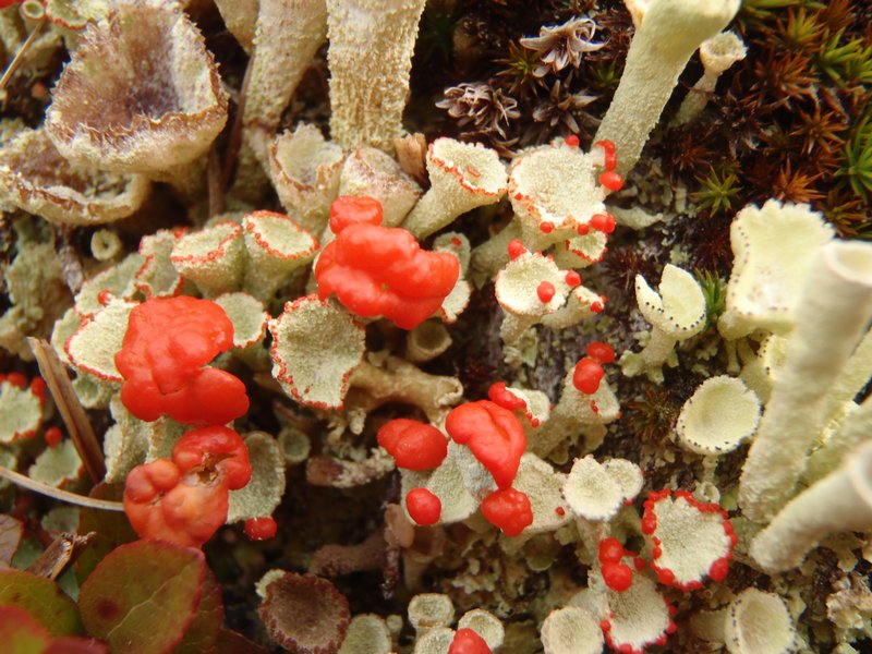 Cladonia borealis