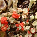 Cladonia borealis