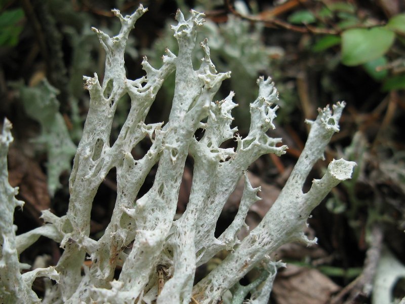 Cladonia boryi