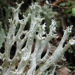 Cladonia boryi