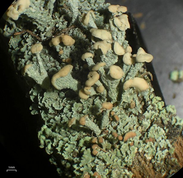 Cladonia botrytes