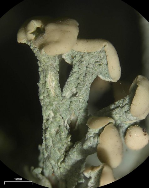 Cladonia botrytes