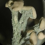 Cladonia botrytes