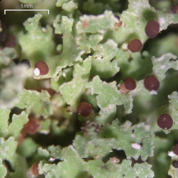 Cladonia caespiticia