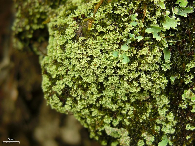 Cladonia caespiticia