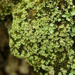 Cladonia caespiticia