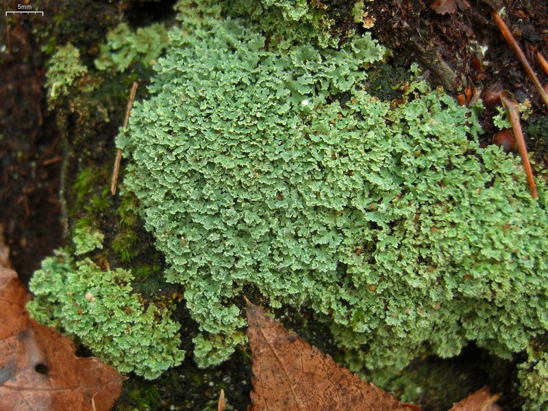 Cladonia caespiticia