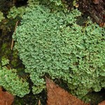 Cladonia caespiticia
