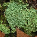 Cladonia caespiticia