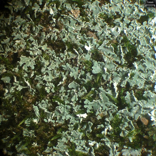 Cladonia caespiticia