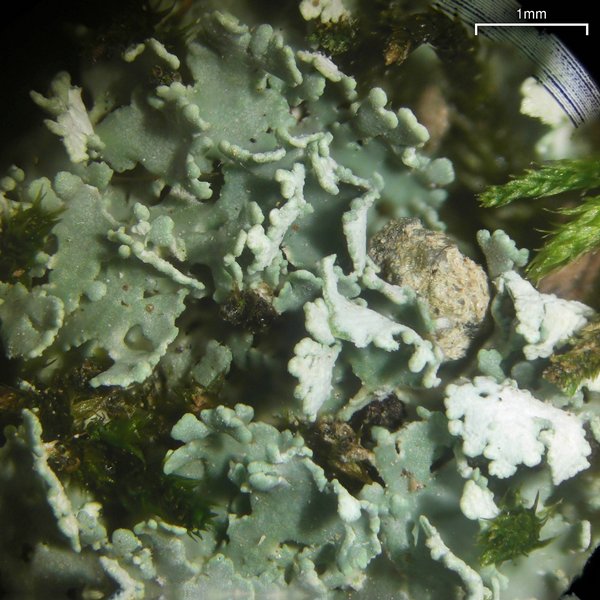 Cladonia caespiticia