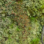 Cladonia caespiticia