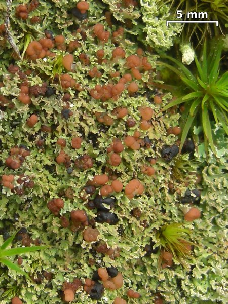 Cladonia caespiticia