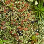 Cladonia caespiticia