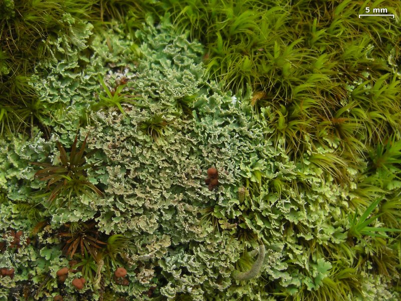 Cladonia caespiticia