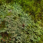 Cladonia caespiticia