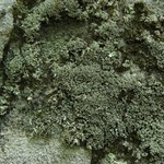 Cladonia caespiticia