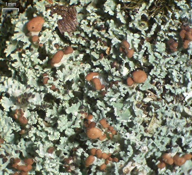 Cladonia caespiticia