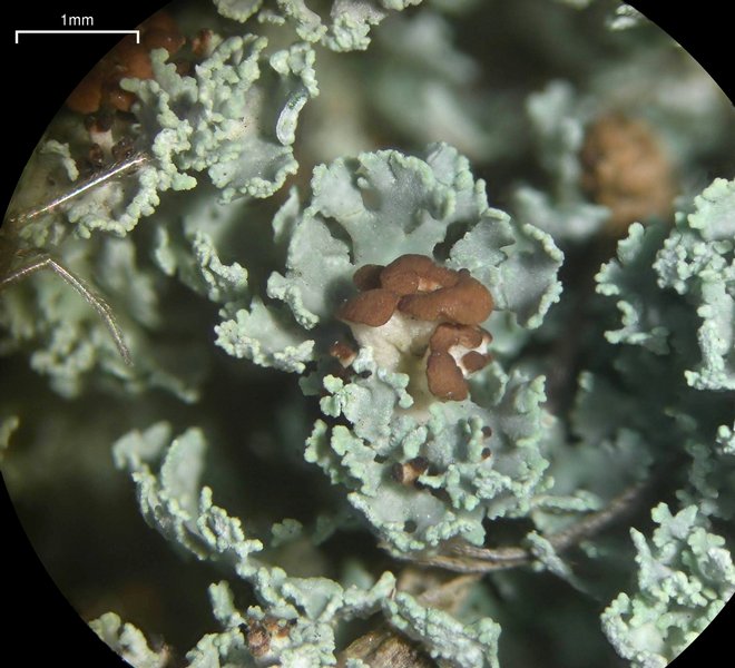 Cladonia caespiticia
