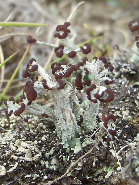 Cladonia cariosa