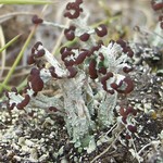 Cladonia cariosa