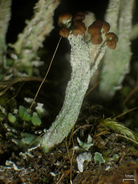 Cladonia cariosa