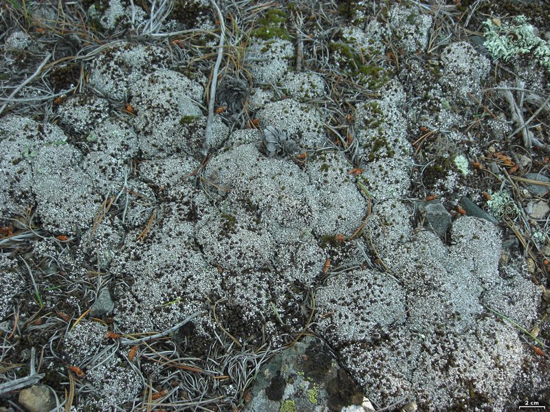 Cladonia cariosa