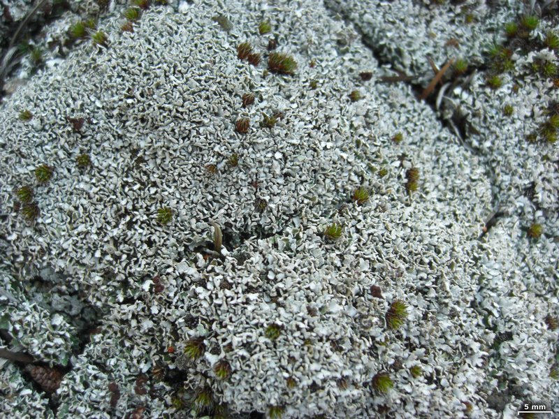 Cladonia cariosa