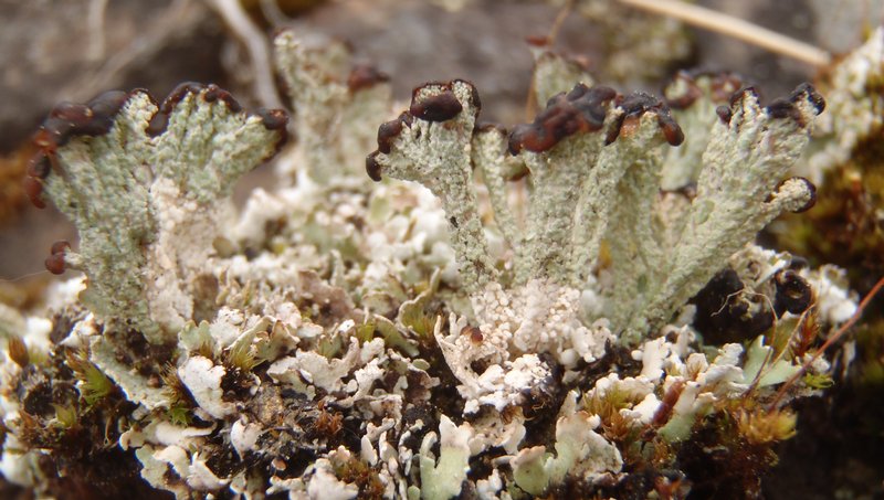 Cladonia cariosa