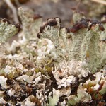 Cladonia cariosa