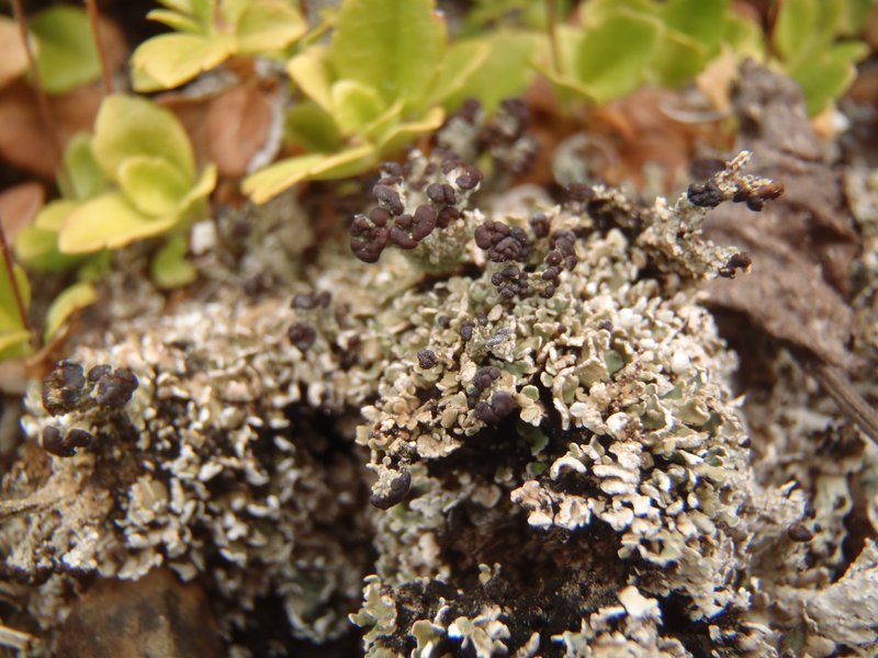 Cladonia cariosa