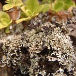 Cladonia cariosa