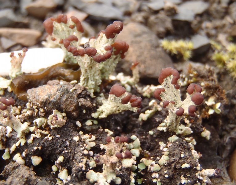 Cladonia cariosa