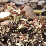 Cladonia cariosa