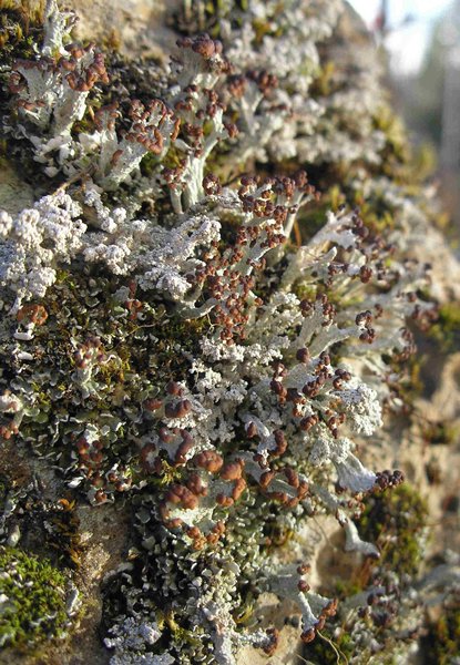 Cladonia cariosa