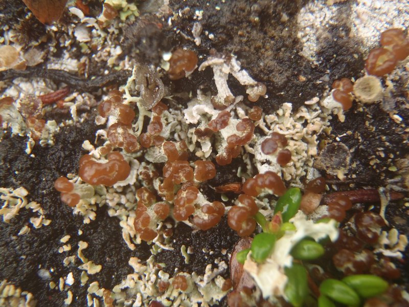 Cladonia cariosa