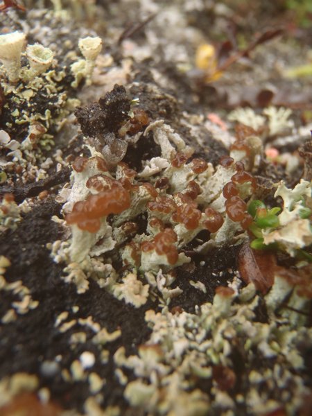 Cladonia cariosa