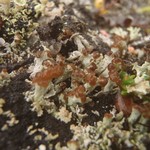 Cladonia cariosa