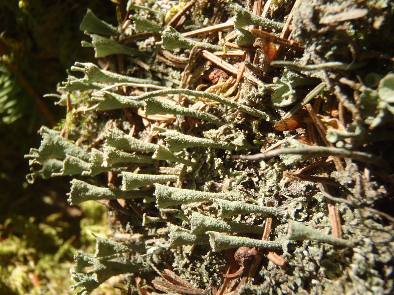 Cladonia carneola