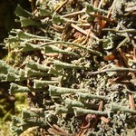 Cladonia carneola