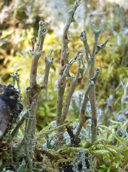 Cladonia cenotea