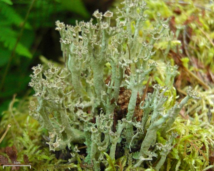 Cladonia cenotea
