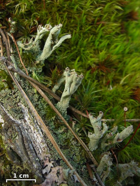 Cladonia cenotea