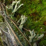 Cladonia cenotea