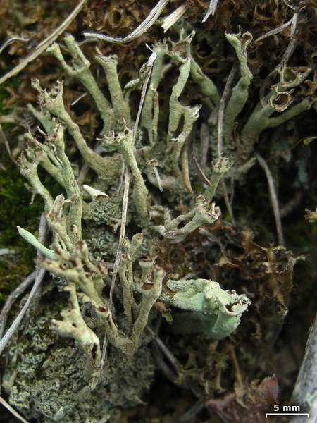 Cladonia cenotea