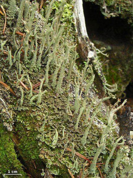Cladonia cenotea