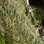 Cladonia cenotea