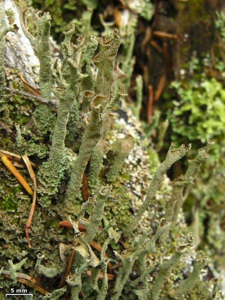Cladonia cenotea